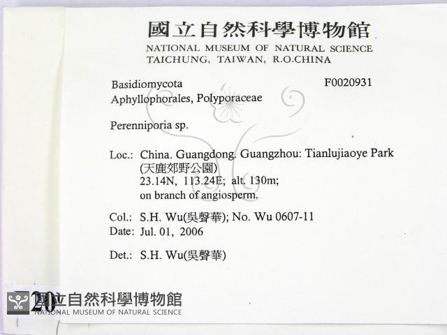 多年臥孔菌屬藏品圖，第2張