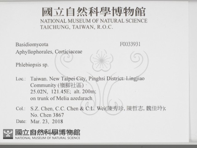 擬射脈菌屬藏品圖，第2張