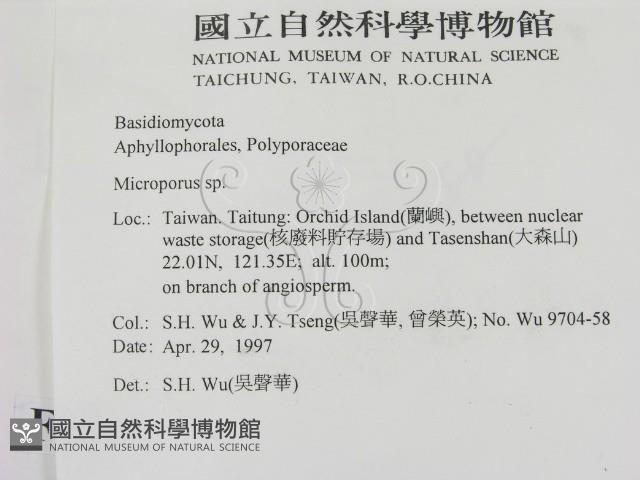 小孔菌屬藏品圖，第2張