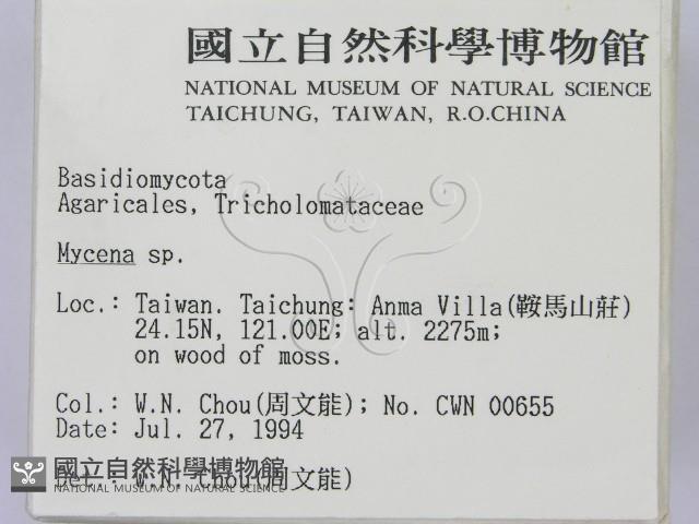 小菇屬藏品圖，第2張