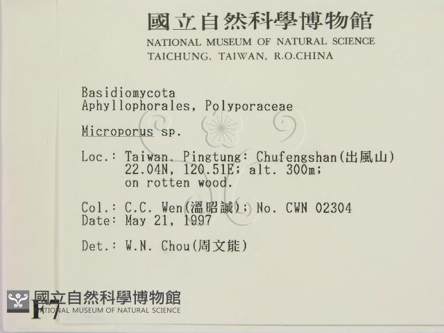 小孔菌屬藏品圖，第2張