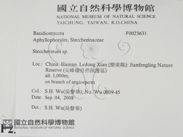 齒耳菌屬藏品圖，第2張