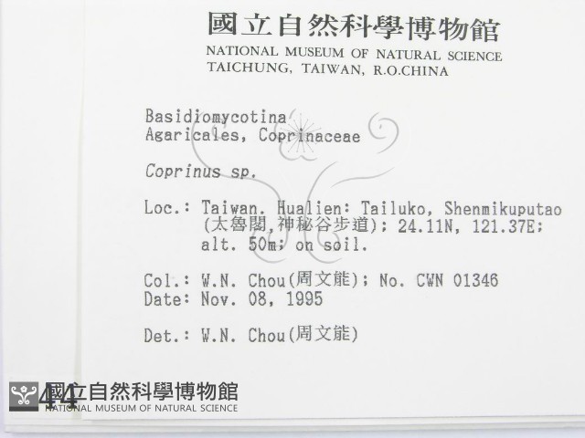 鬼傘屬藏品圖，第2張