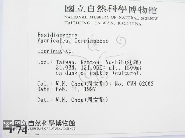 鬼傘屬藏品圖，第2張