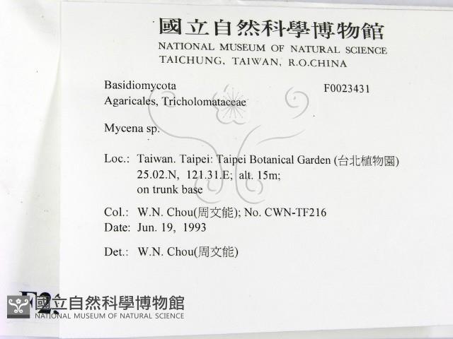 小菇屬藏品圖，第2張