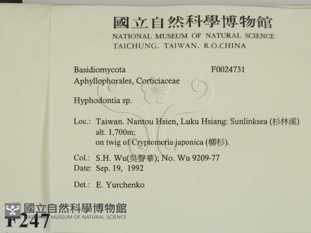 絲齒菌屬藏品圖，第2張
