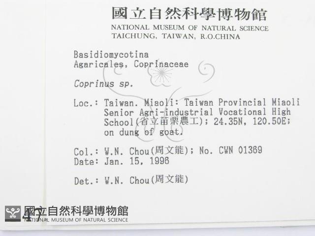 鬼傘屬藏品圖，第2張