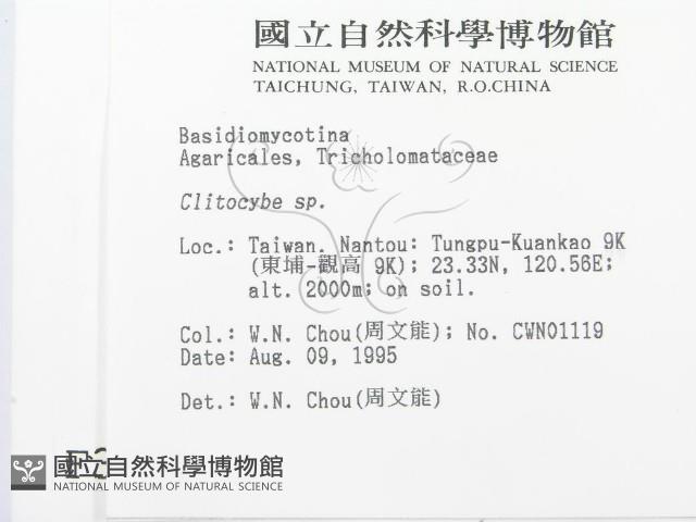 杯傘屬藏品圖，第2張