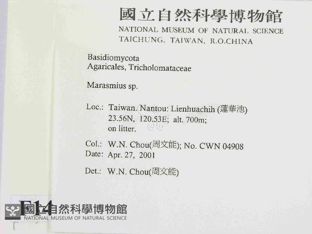 小皮傘屬藏品圖，第2張