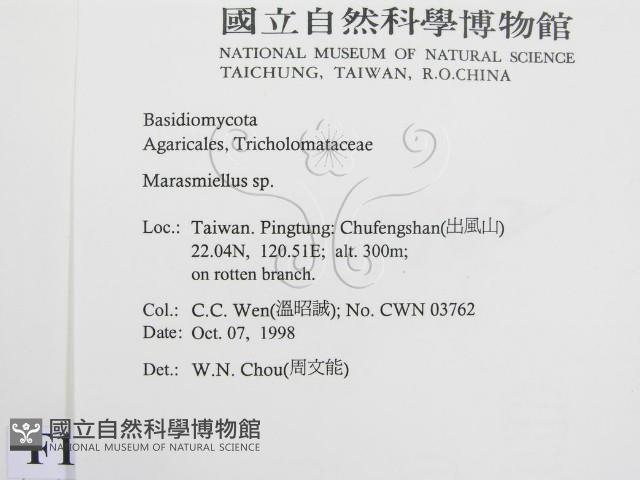 微皮傘屬藏品圖，第2張