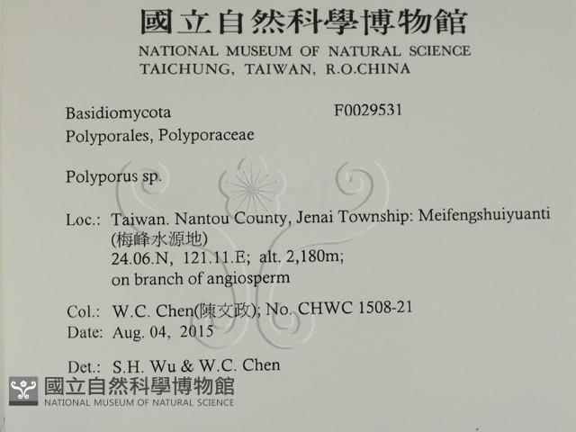 多孔菌屬藏品圖，第2張