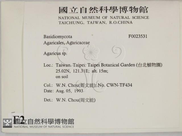 傘菌屬藏品圖，第2張