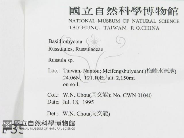 紅菇屬藏品圖，第2張