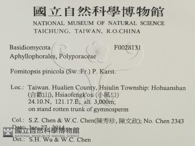 松生擬層孔菌藏品圖，第2張