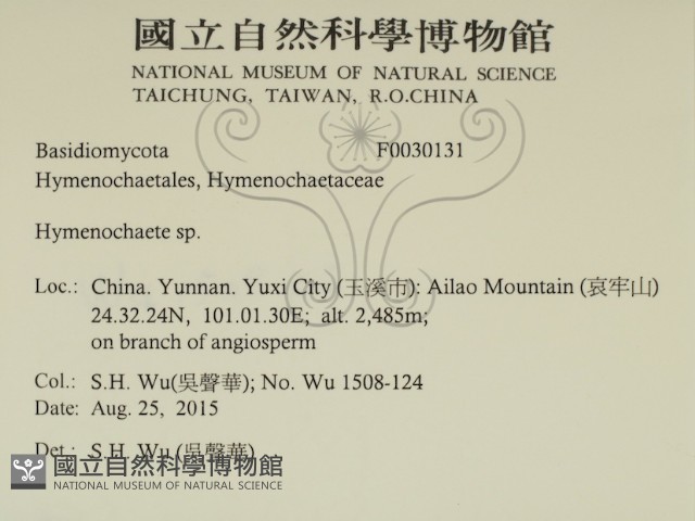 刺革菌屬藏品圖，第2張