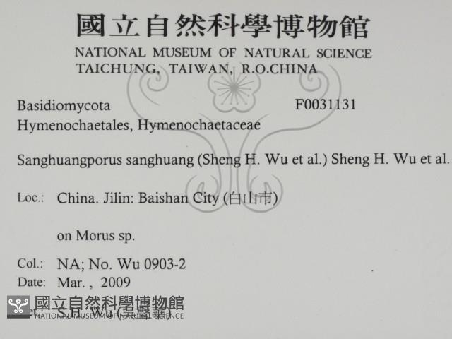 桑黃藏品圖，第2張