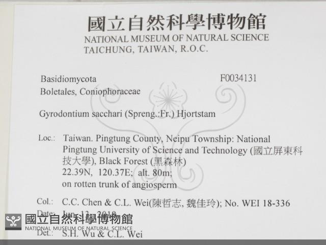 糖圓齒菌藏品圖，第2張