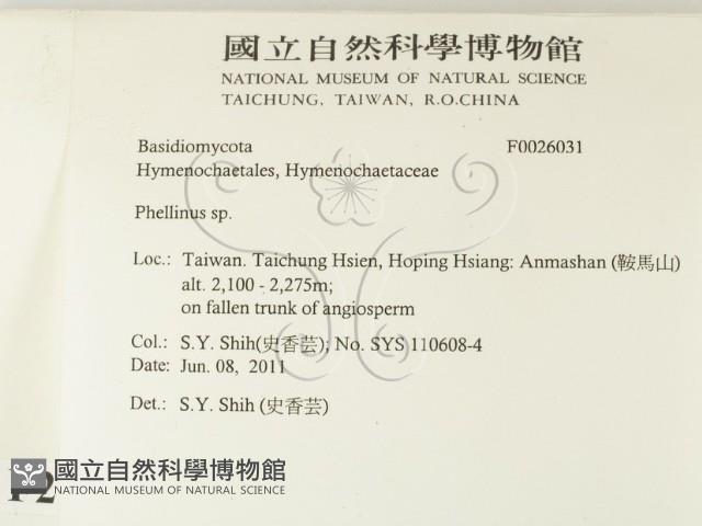 木層孔菌屬藏品圖，第2張