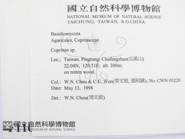 鬼傘屬藏品圖，第2張