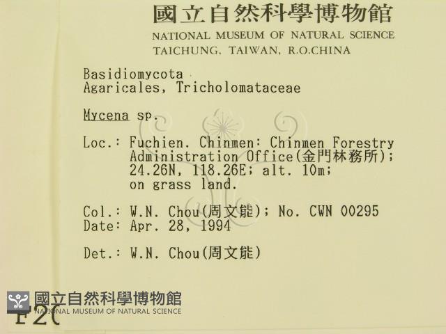 小菇屬藏品圖，第2張