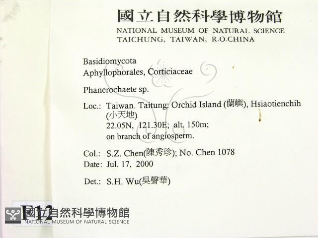 顯絲菌屬藏品圖，第2張