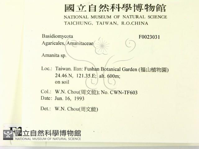 鵝膏屬藏品圖，第2張