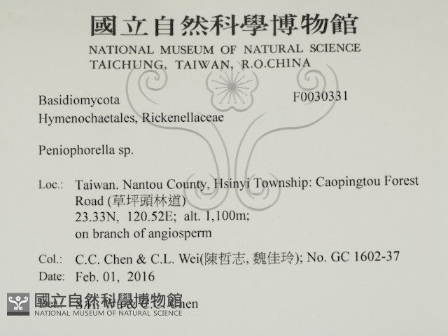 擬筍殼菌屬藏品圖，第2張