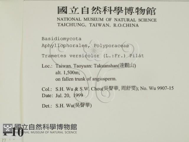 雲芝藏品圖，第2張