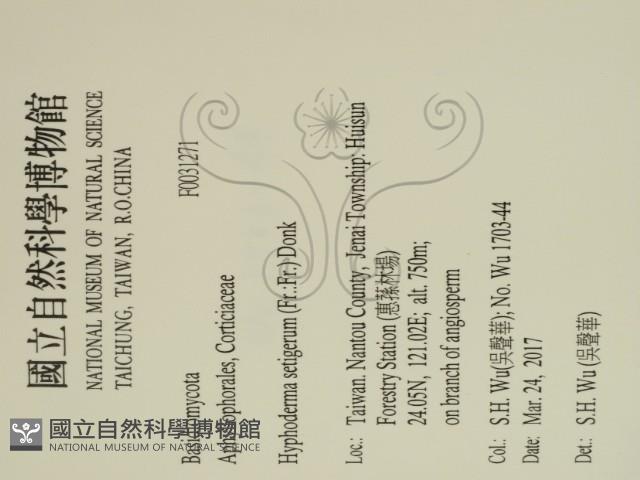 剛毛絲皮菌藏品圖，第2張