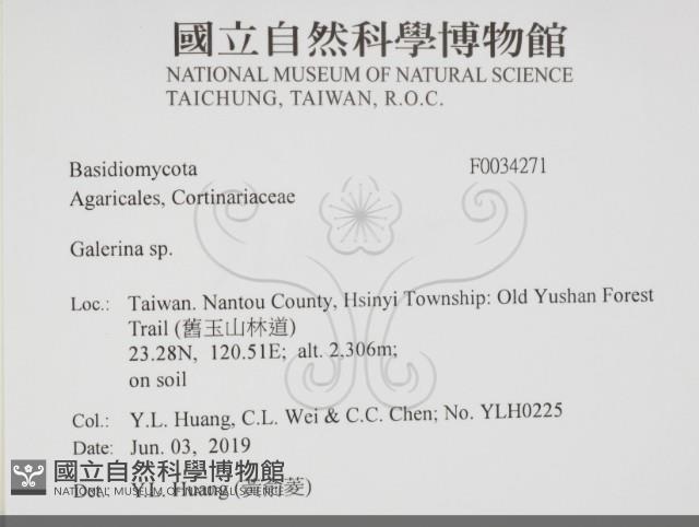 盔孢傘屬藏品圖，第2張