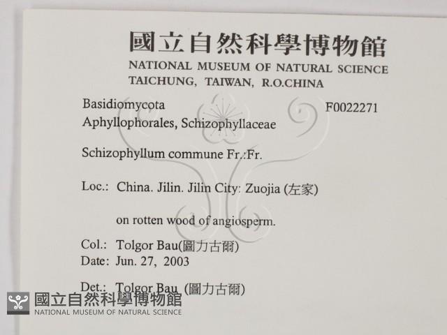 裂褶菌藏品圖，第2張