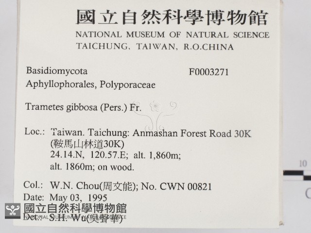 偏腫栓菌藏品圖，第2張