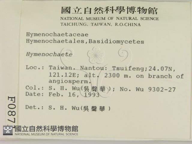 刺革菌屬藏品圖，第2張
