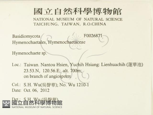 刺革菌屬藏品圖，第2張