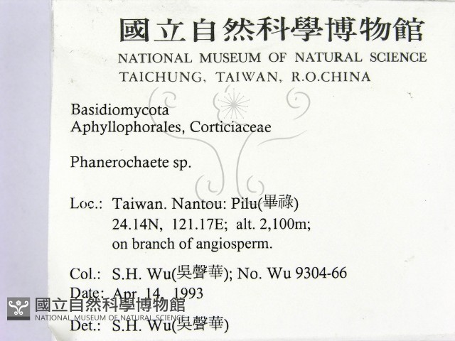 顯絲菌屬藏品圖，第2張