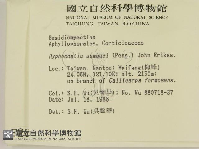 冇骨消絲齒菌藏品圖，第2張