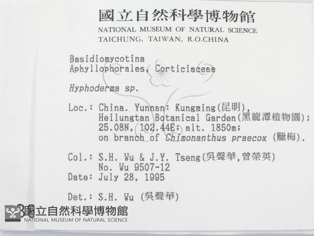 絲皮菌屬藏品圖，第2張