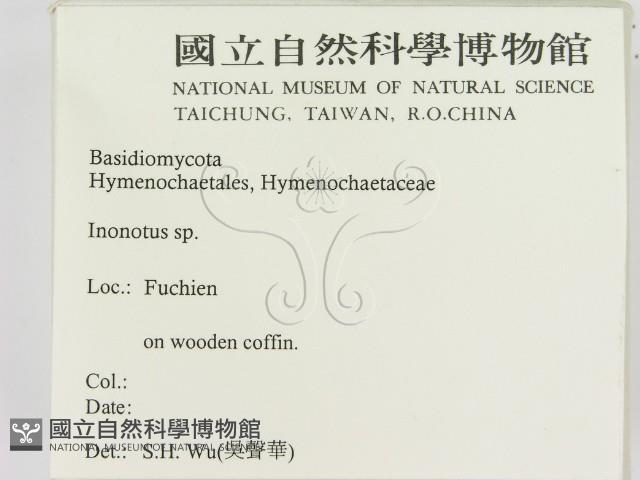 纖孔菌屬藏品圖，第2張