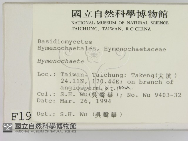 刺革菌屬藏品圖，第2張
