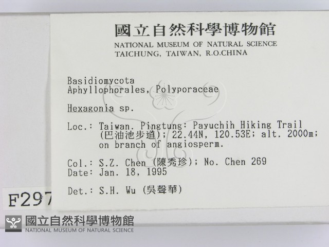 蜂窩菌屬藏品圖，第2張