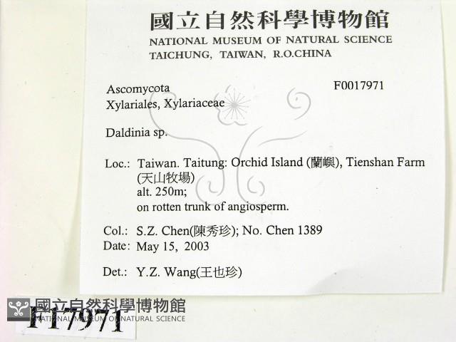 登錄號:F0017971藏品圖，第2張
