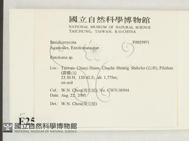 粉褶菌屬藏品圖，第2張