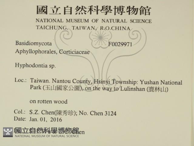 絲齒菌屬藏品圖，第2張