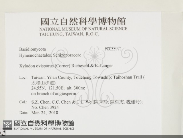 卵孢木齒菌藏品圖，第2張