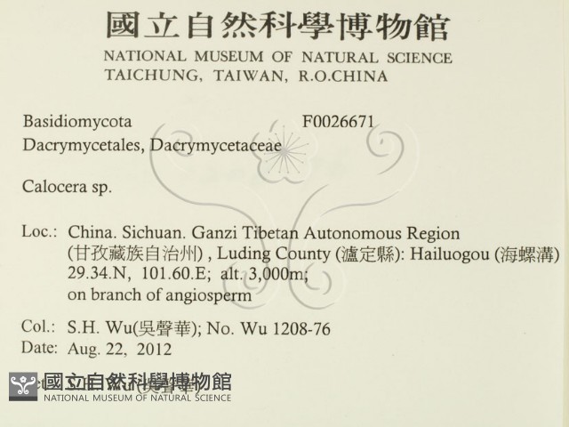 膠角耳屬藏品圖，第2張