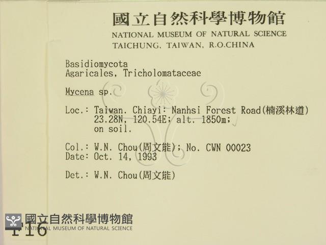 小菇屬藏品圖，第2張