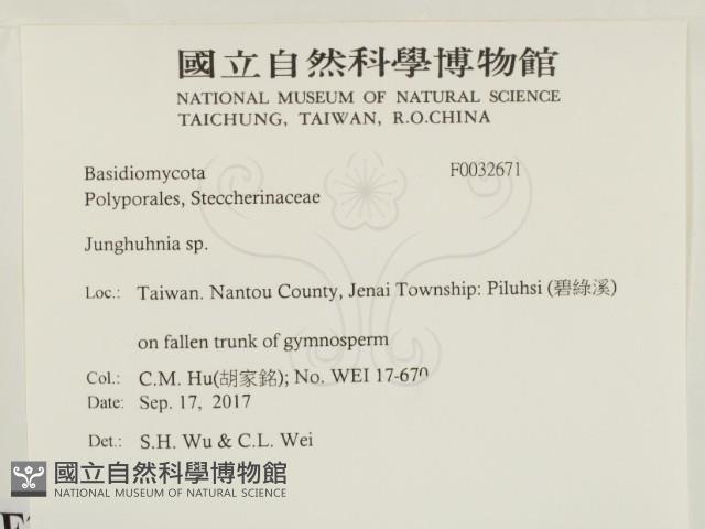 容氏菌屬藏品圖，第2張