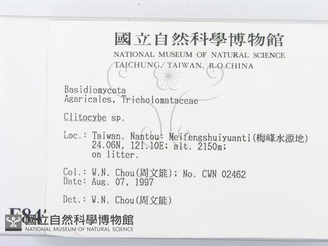 杯傘屬藏品圖，第2張