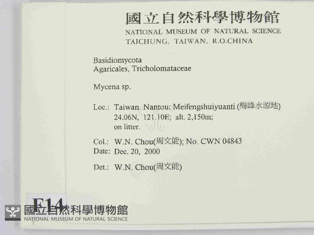 小菇屬藏品圖，第2張