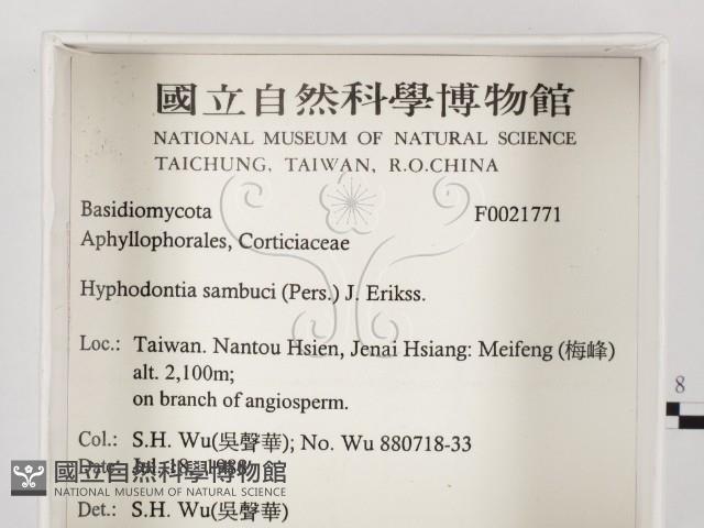 冇骨消絲齒菌藏品圖，第2張